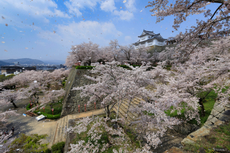 「桜吹雪」