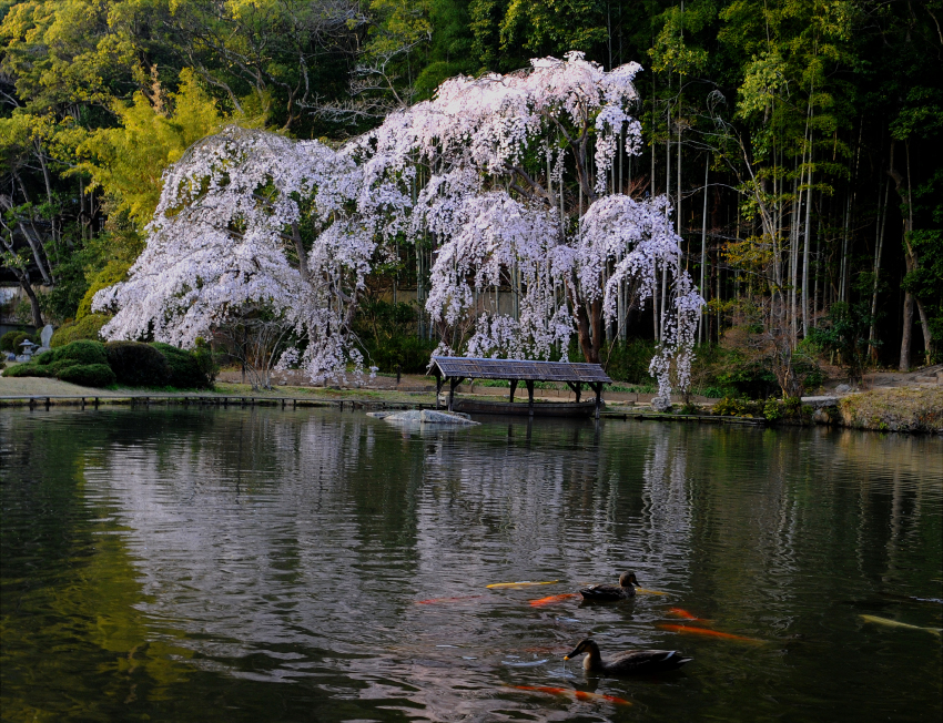 「春爛漫」