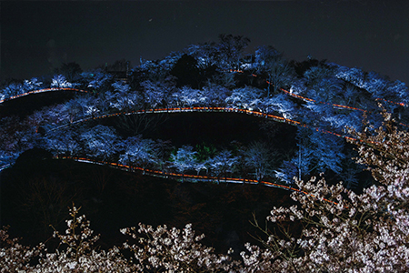 「桜の山に」