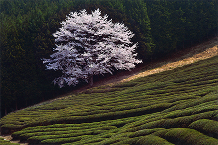 「茶畑の春」