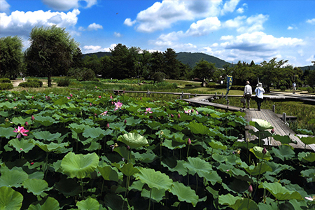 「ハスの花咲くころ」