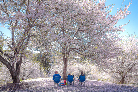 「桜木の下で」