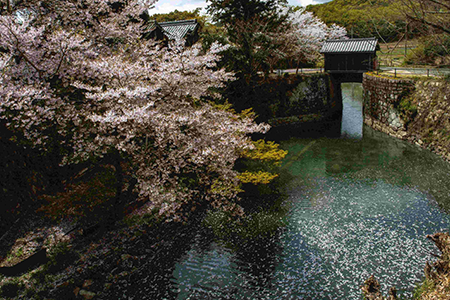「桜舞う水門」
