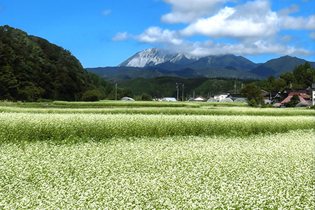 「高原に広がるソバ畑」