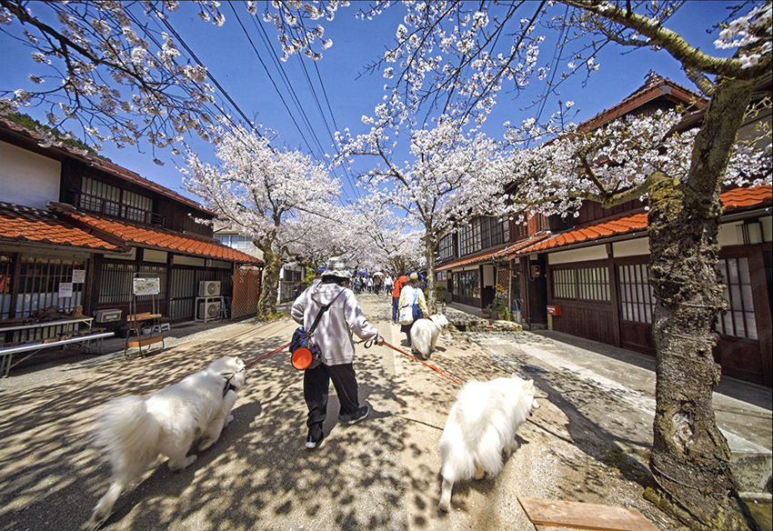 「がいせん桜の下を散歩中」